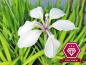 Mobile Preview: Sumpfschwertlilie Weiß